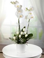 2 Dallı Beyaz Orkide ve Beyaz Güllü Aranjman - 1.200,00 TL