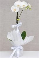 Tekli Beyaz Orkide - 720,00 TL