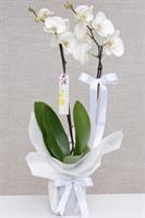 Çiftli Beyaz Orkide - 780,00 TL