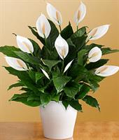 Seramik saksıda Bol Çiçekli Spatifilyum Çiçeği - 900,00 TL