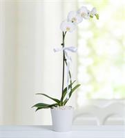 Beyaz Orkide Çiçeği - 720,00 TL