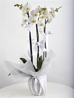 3 DaL Beyaz Orkide - 1.500,00 TL