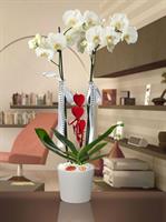 2 Dallı Beyaz orkide  - 780,00 TL