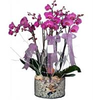Cam İçerisinde 6lı  Açık Renkli Orkide - 1.062,00 TL