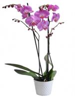 Çift Dallı Açık Renkli Orkide - 472,00 TL
