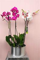 2 Çift Dallı Renkli Orkideler - 531,00 TL