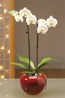 Çift Dal Beyaz Orkide - 900,00 TL