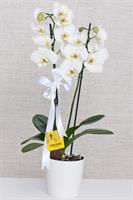 Çift Dal Beyaz Orkide - 767,00 TL